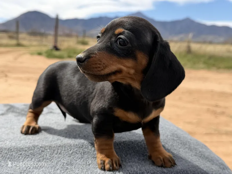 Black and tan female 