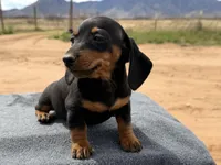 Black and tan female , a female Miniature Dachshund for sale in Sierra Vista, AZ – Photo 4 of 6
