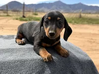 Black and tan female , a female Miniature Dachshund for sale in Sierra Vista, AZ – Photo 6 of 6