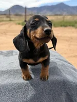 Black and tan female , a female Miniature Dachshund for sale in Sierra Vista, AZ – Photo 3 of 6