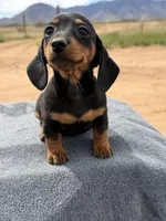 Black and tan female , a female Miniature Dachshund for sale in Sierra Vista, AZ – Photo 5 of 6