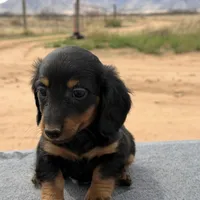 Long coat male, a male Miniature Dachshund for sale in Sierra Vista, AZ – Photo 1 of 4