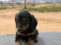 Long coat male, a male Miniature Dachshund for sale in Sierra Vista, AZ – Photo 1 of 4