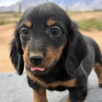 Long coat male, a male Miniature Dachshund for sale in Sierra Vista, AZ – Photo 2 of 4