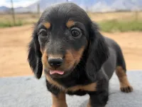 Long coat male, a male Miniature Dachshund for sale in Sierra Vista, AZ – Photo 2 of 4