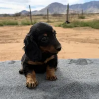 Long coat male, a male Miniature Dachshund for sale in Sierra Vista, AZ – Photo 4 of 4