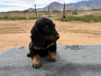 Long coat male, a male Miniature Dachshund for sale in Sierra Vista, AZ – Photo 4 of 4