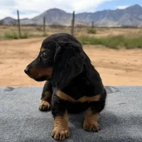 Long coat male, a male Miniature Dachshund for sale in Sierra Vista, AZ – Photo 3 of 4
