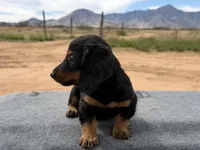 Long coat male, a male Miniature Dachshund for sale in Sierra Vista, AZ – Photo 3 of 4