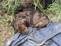 Primrose, a female Miniature Dachshund for sale in Sierra Vista, AZ – 2 of 2