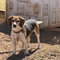 Bo, a male Beagle for sale in Sierra Vista, AZ – 1 of 1