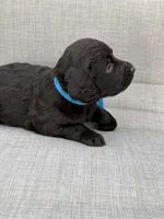 Blue boy, a male Boykin Spaniel for sale in Sierra Vista, AZ – 5 of 5