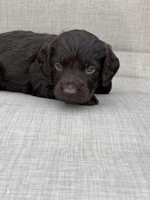Blue boy – Boykin Spaniel puppy for sale in Sierra Vista, AZ