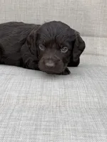 Blue boy, a male Boykin Spaniel for sale in Sierra Vista, AZ – 1 of 5