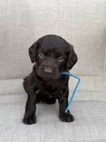 Blue boy, a male Boykin Spaniel for sale in Sierra Vista, AZ – 2 of 5