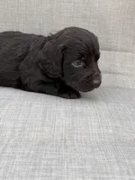 Blue boy, a male Boykin Spaniel for sale in Sierra Vista, AZ – 4 of 5