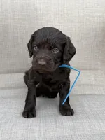 Blue boy, a male Boykin Spaniel for sale in Sierra Vista, AZ – 3 of 5