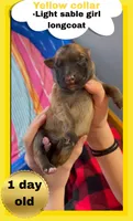 💛Yellow -LIGHT SABLE Long Coat F, a female German Shepherd Dog for sale in Bergen, NY – Photo 1 of 6