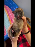 💛Yellow -LIGHT SABLE Long Coat F, a female German Shepherd Dog for sale in Bergen, NY – Photo 5 of 6