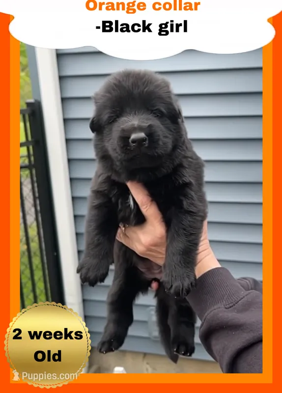 🧡Orange -BLACK F – German Shepherd Dog puppy for sale in Bergen, NY