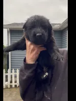 💗Light Pink -BLACK SEAL Long Coat F, a female German Shepherd Dog for sale in Bergen, NY – 5 of 9
