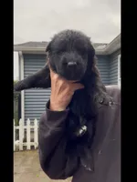 💗Light Pink -BLACK SEAL Long Coat F, a female German Shepherd Dog for sale in Bergen, NY – 9 of 9