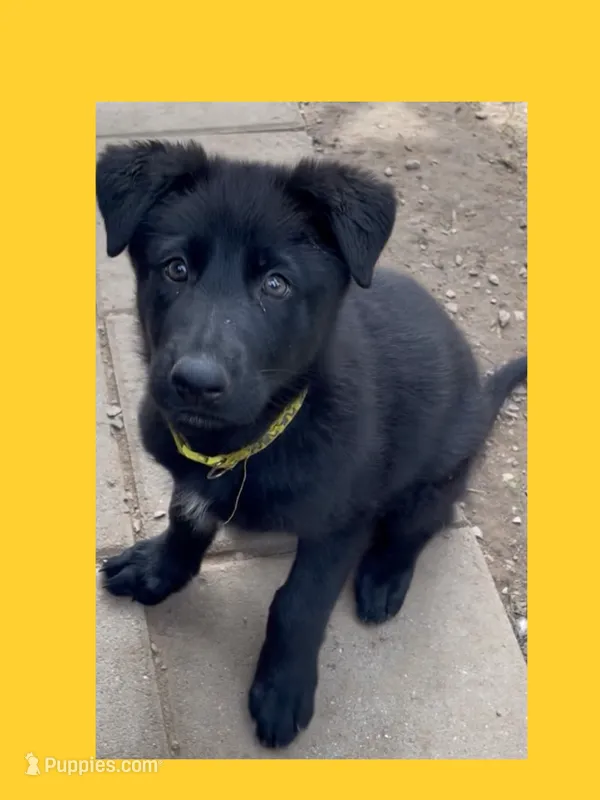 💛” Pick Me! “  – German Shepherd Dog puppy for sale in Bergen, NY