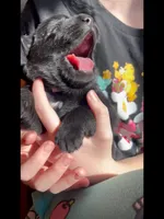 💛Yellow -BLACK F, a female German Shepherd Dog for sale in Bergen, NY – 10 of 10