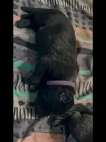 💜Purple -BLACK F, a female German Shepherd Dog for sale in Bergen, NY – Photo 8 of 8