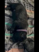 💜Purple -BLACK F, a female German Shepherd Dog for sale in Bergen, NY – Photo 4 of 8