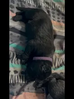 💜Purple -BLACK F, a female German Shepherd Dog for sale in Bergen, NY – Photo 2 of 8
