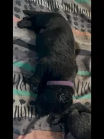 💜Purple -BLACK F, a female German Shepherd Dog for sale in Bergen, NY – Photo 7 of 8