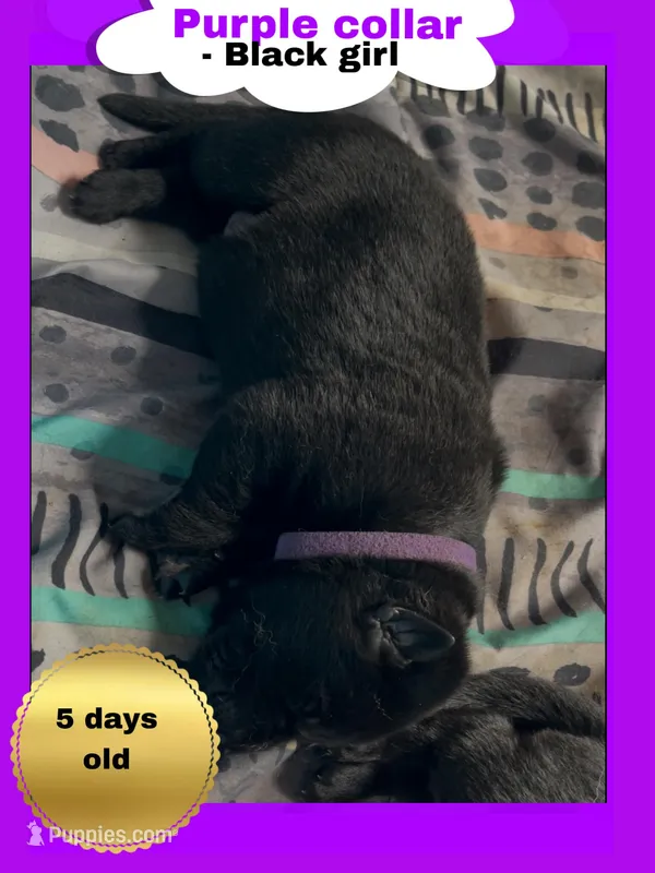 💜Purple -BLACK F – German Shepherd Dog puppy for sale in Bergen, NY