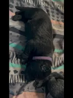 💜Purple -BLACK F, a female German Shepherd Dog for sale in Bergen, NY – Photo 3 of 8