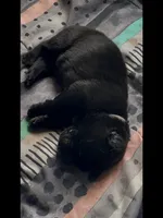 🤍White -BLACK F, a female German Shepherd Dog for sale in Bergen, NY – Photo 4 of 10