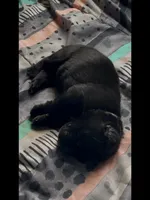 🤍White -BLACK F, a female German Shepherd Dog for sale in Bergen, NY – Photo 10 of 10
