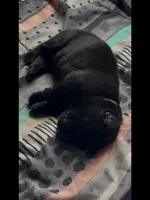 🤍White -BLACK F, a female German Shepherd Dog for sale in Bergen, NY – Photo 3 of 10