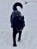 🤍White -BLACK F, a female German Shepherd Dog for sale in Bergen, NY – Photo 8 of 10