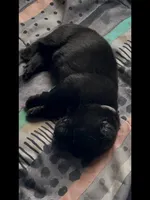 🤍White -BLACK F, a female German Shepherd Dog for sale in Bergen, NY – Photo 2 of 10