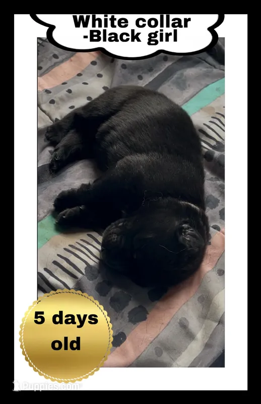 🤍White -BLACK F – German Shepherd Dog puppy for sale in Bergen, NY