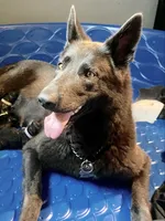 🤍White -BLACK F, a female German Shepherd Dog for sale in Bergen, NY – Photo 7 of 10