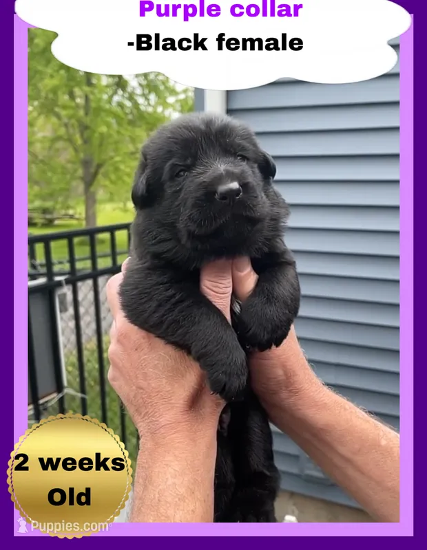 💜Purple -BLACK F – German Shepherd Dog puppy for sale in Bergen, NY