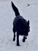 GSD Dog, a male German Shepherd Dog for sale in Bergen, NY – Photo 7 of 9