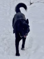 GSD Dog, a male German Shepherd Dog for sale in Bergen, NY – Photo 3 of 9