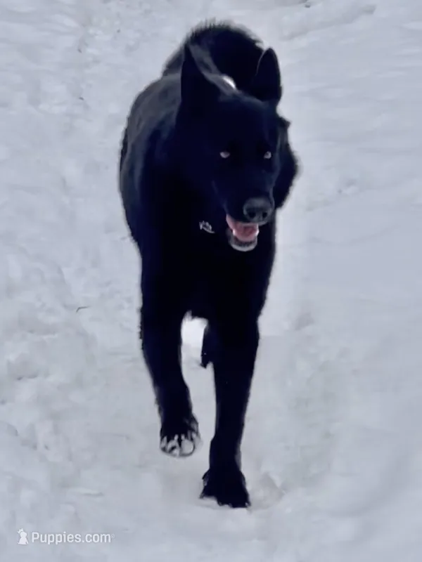 GSD Dog – German Shepherd Dog puppy for sale in Bergen, NY