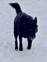 GSD Dog, a male German Shepherd Dog for sale in Bergen, NY – Photo 6 of 9