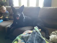 GSD Dog, a male German Shepherd Dog for sale in Bergen, NY – Photo 8 of 9