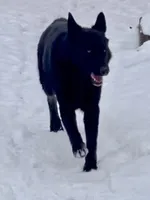 GSD Dog, a male German Shepherd Dog for sale in Bergen, NY – Photo 5 of 9