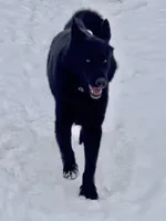 GSD Dog, a male German Shepherd Dog for sale in Bergen, NY – Photo 4 of 9