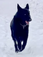 GSD Dog, a male German Shepherd Dog for sale in Bergen, NY – Photo 2 of 9